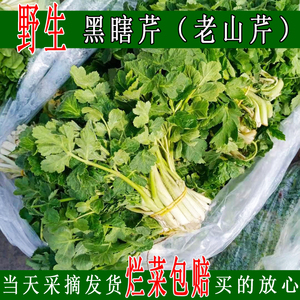 2022野生黑瞎芹山野菜老山芹新鲜野山菜当天采摘新鲜发货一斤包邮