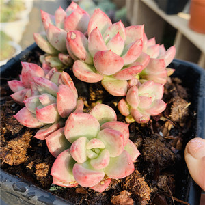 奶油鳄梨老桩群生精品云南多肉植物进口 一物一拍办公室绿植花卉