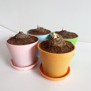 芋头已发芽带叶芋艿植物盆栽水培土培学生幼儿植物角观察生长日记