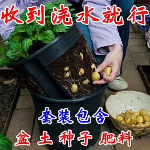 土豆种子盆栽花生红薯生姜芋头洋葱种子套装儿童学生观察植物包邮
