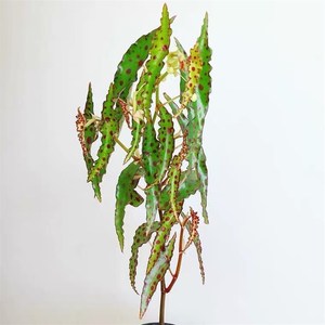 秋刀鱼秋海棠鳟j鱼彩叶观叶植物客厅吸甲醛室内盆栽窗台好养活花