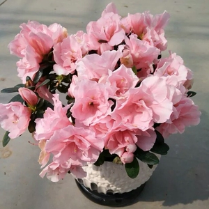 名贵杜鹃精品小桃红杜鹃花开粉色花四季开花室内客厅绿植花卉盆栽