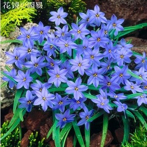 风雨兰种球不带花包邮葱兰/韭兰水仙花水养植物室内水培花卉种子