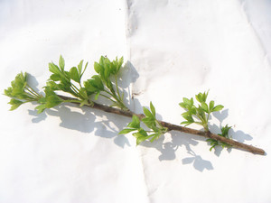 四川细柱五加白簕树五叶药刺白刺尖五加皮1苗