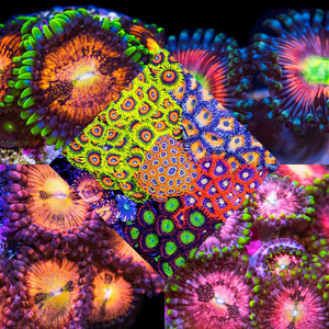 海水生物活体大眼纽扣珊瑚艾伦之眼彩虹混沌绿水螅苏拉 紫色死亡