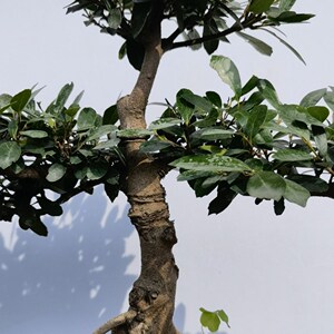 中华蚊母盆景四季常青开花观果庭院阳台客厅净化空气