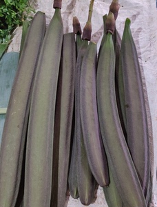 云南特产野菜新鲜蔬菜海船木蝴蝶千张纸傣家菜1个装,任选4件包邮