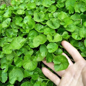 西双版纳马蹄菜积雪草雷公根崩大碗灯盏500g,任选4件顺丰空运包邮