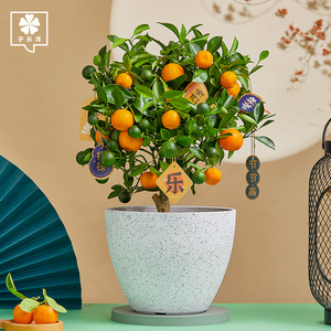 金桔盆栽四季桔室内观赏绿植花卉客厅好养植物新式盆景招财金橘子