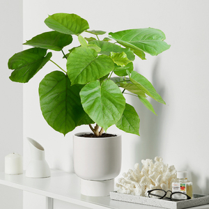 爱心榕盆栽北欧风网红绿植室内四季常青办公室客厅桌面好养植物