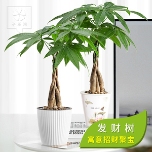 盆栽植物室内办公室
