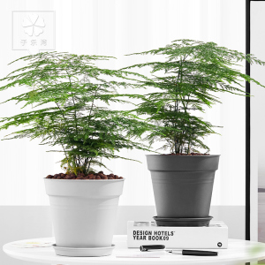 文竹盆栽植物室内净化空气绿植花卉办公室绿色植物四季常青盆景
