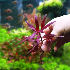 大红叶阳性水草鱼缸淡水植物生态造景活体真水草