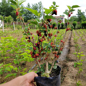 桑葚树苗桑树四季苗大叶食用黑果桑苗南方北方种植桑树盆栽养蚕龟