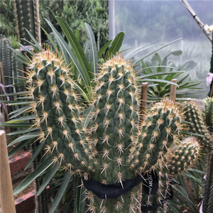 大型户外沙漠景观打造 秋衣青衣柱多头分叉仙人掌多肉绿植仙人柱