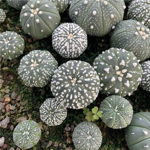 超兜v兜花园兜奇迹兜混播 实生多肉植物仙人球盆栽