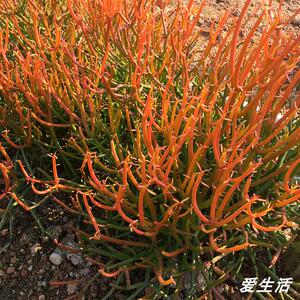 光棍树锦红珊瑚 冬天变红夏天变黄大戟科景观多肉植物 变异品种