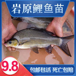 岩鲤岩原鲤黑鲤鱼墨鲤原生鱼高档稀有鱼食用观赏淡水养殖活体鱼苗