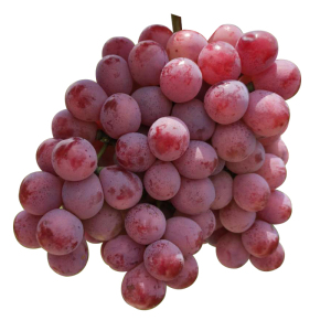 现摘云南红提葡萄提子高山玫瑰香当季新鲜水果整箱2/3/5斤装包邮