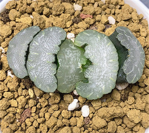 白熊玉扇 经典铭品大m白云窗 十二卷属 多肉植物 哒哒植屋