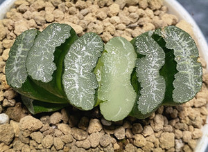 激流玉扇 日本酒井氏作品透窗美白纹大型品种十二卷属多肉植物