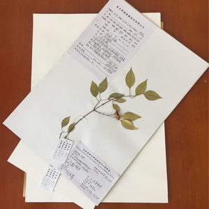 腊叶标本制作工具植物标本制作专用台纸A3 A4卡纸包邮可开票