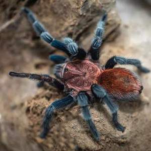 墨西哥蓝腿帕帕宠物蜘蛛bonnetina papalutlensis