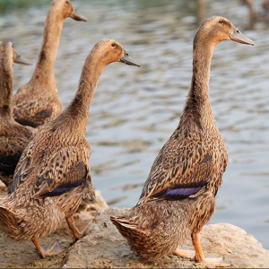鸭子土鸭整只新鲜正宗农村河边散养草鸭麻鸭冷冻现杀活鸭下蛋老鸭
