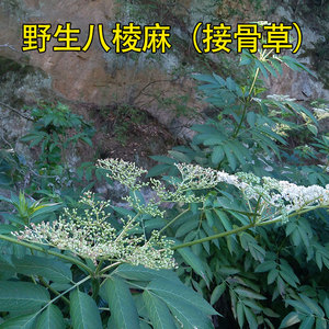 大别山野生八棱麻根接骨草大臭草小接骨丹500g