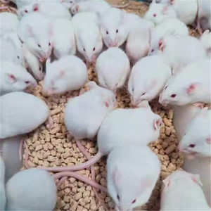 小白鼠乳鼠小白鼠活体粉皮红白霜成体繁殖组爬宠饲料宠物
