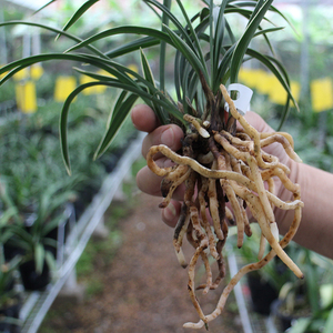 青轩 春兰雪山天草 细叶金边矮种兰花苗冬春带花苞 四季植物盆栽