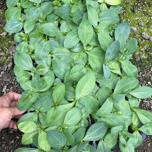 洋桔梗苗重瓣盆栽带花