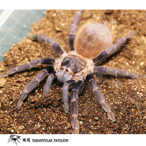 巴西大蓝蛛 蓝色地栖品种 宠物蜘蛛 蓝色蜘蛛