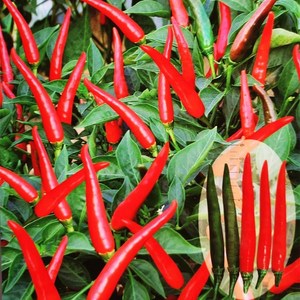 细尖指天椒种籽超辣单生朝天辣椒种子盆栽大田春秋播高产蔬菜种孑