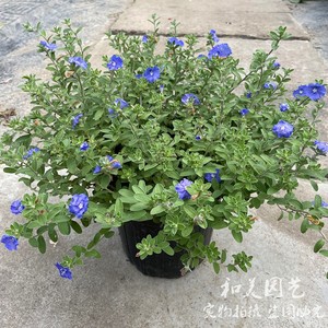 耐热蓝星花盆栽 庭院阳台垂吊花卉 耐热耐晒蓝色小花 包邮