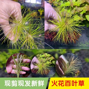 火花百叶水草中后景荷兰缸造景淡水植物