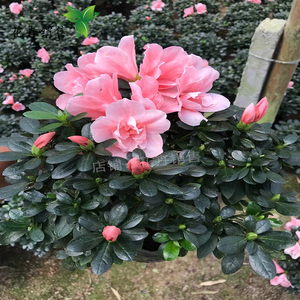 西玛杜鹃 小桃红杜鹃 室内阳台盆栽观花植物杜鹃花带花苞带土包邮