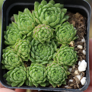 迷你卷娟 草莓卷绢伪群生多肉植物办公室创意盆栽绿植花卉带盆