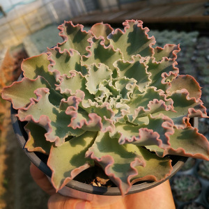蓝狐大包菜11cm 办公室阳台党精美趣味多肉植物绿植盆栽 带盆土