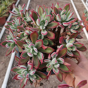 丸叶锦晃星