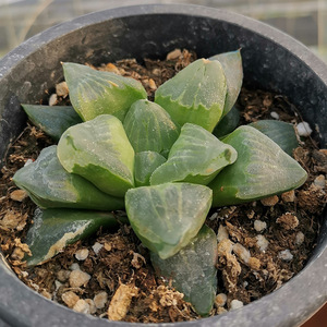 大小冰城寿 12卷属多肉植物办公室玉露系喜阴绿植盆栽 带盆带土