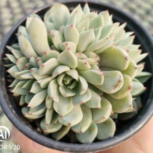 松果红爪大群生 办公室阳台精美多肉植物 带盆带土发货