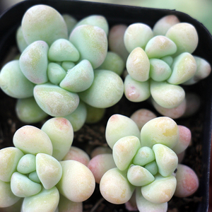 美人泪多肉植物