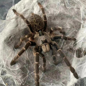 【凶猛型】东非斜角巴布好养活体宠物穴栖蜘蛛爬宠包活异类小爬宠