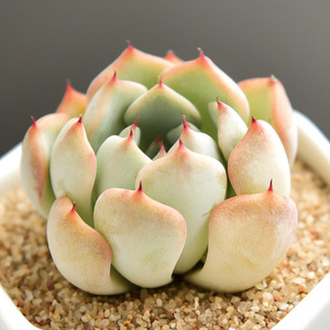 狮子座多肉植物批发肉嘟嘟组合盆栽绿植花卉肉肉室内植物