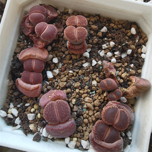 生石花row红日轮红jb全窗ko日冕日轮一物一拍多肉植物pp