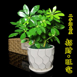 七叶莲盆栽鸭脚木八方来财绿植办公室内花卉客厅招财吸甲醛净化空