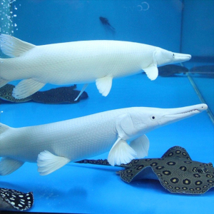 白化火箭活体鱼苗幽灵白金火箭雀鳝长嘴福鳄短嘴鳄尖嘴鳄龙鱼配鱼