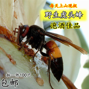 野生虎头蜂马蜂胡蜂黄蜂蛹虎头蜂虫蜂中华蜂地龙蜂活捉新鲜包邮