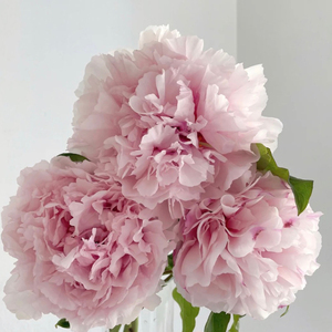 山东芍药鲜花重瓣花束芍药鲜切花家庭插花云南基地直发